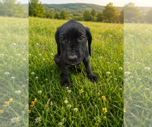Medium Great Dane