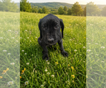 Puppy 3 Great Dane