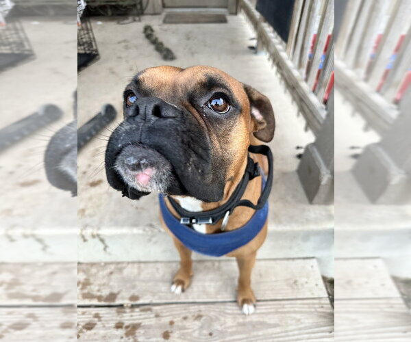 Medium Photo #3 Boxer Puppy For Sale in Austin, TX, USA