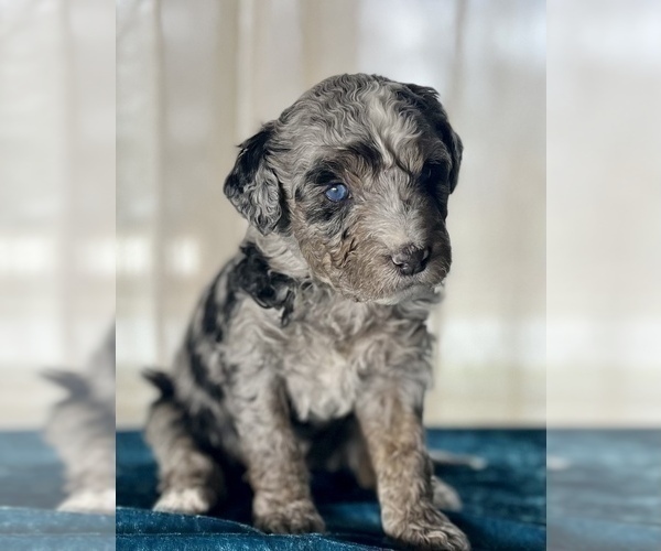 Medium Photo #3 Miniature Australian Shepherd-Miniature Bernedoodle Mix Puppy For Sale in BLUE SPRINGS, MO, USA