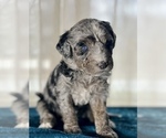 Small Photo #3 Miniature Australian Shepherd-Miniature Bernedoodle Mix Puppy For Sale in BLUE SPRINGS, MO, USA
