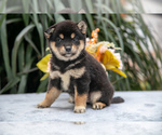 Puppy Daisy Shiba Inu