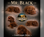 Puppy Mr Black Labrador Retriever