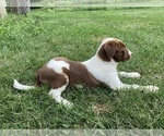 Small #3 Border Collie