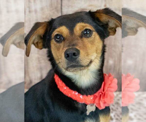 Medium Photo #1 Beagle-Colonial Cocker Spaniel Mix Puppy For Sale in Kennesaw, GA, USA