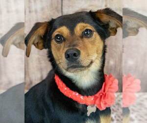 Beagle-Colonial Cocker Spaniel Mix Dogs for adoption in Kennesaw, GA, USA