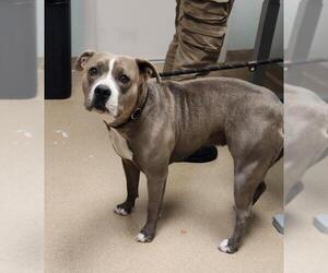 Mutt Dogs for adoption in Fort Collins, CO, USA