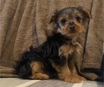 Small #7 Yorkshire Terrier