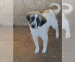 Small Anatolian Shepherd-Great Pyrenees Mix