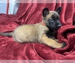 Small Photo #61 Belgian Malinois Puppy For Sale in REESEVILLE, WI, USA