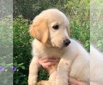 Small Photo #4 Golden Retriever Puppy For Sale in ROSANKY, TX, USA