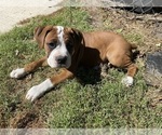 Puppy Lime Boxer
