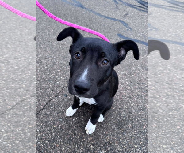 Medium Photo #12 Mutt Puppy For Sale in Germantown, OH, USA