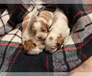 Cavalier King Charles Spaniel Puppy for Sale in CHARLES CITY, Iowa USA