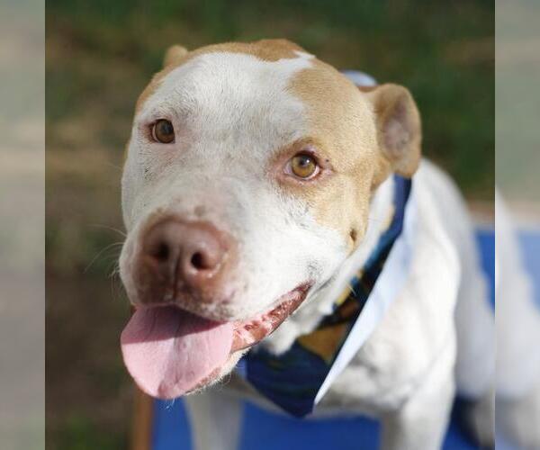 Medium Photo #1 American Staffordshire Terrier-Unknown Mix Puppy For Sale in San Antonio, TX, USA