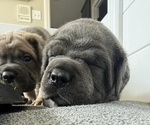 Small #2 Cane Corso
