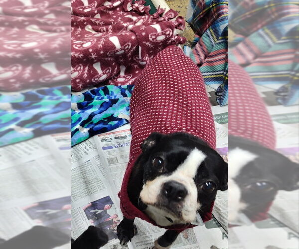 Medium Photo #2 Boston Terrier Puppy For Sale in Mukwonago, WI, USA