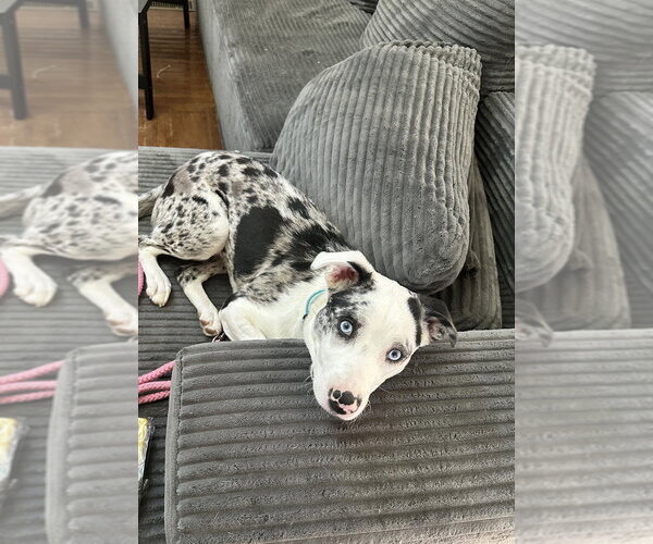 Medium Photo #1 Australian Shepherd-Unknown Mix Puppy For Sale in Aurora, IN, USA