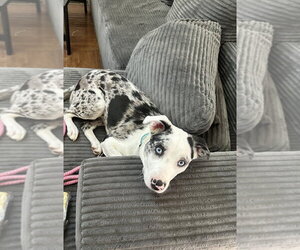 Australian Shepherd-Unknown Mix Dogs for adoption in Aurora, IN, USA