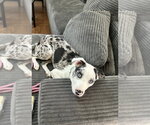 Virgin River : Lizzie (Lexi) - Female Australian Shepherd-Unknown Mix Dog for Adoption - Small photo