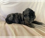 Small #6 Poodle (Standard)