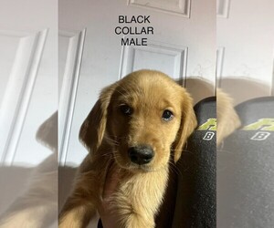 Golden Retriever Puppy for sale in HALIFAX, PA, USA