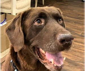 Goose fka Lenny - Male Labrador Retriever-Unknown Mix Dog for Adoption - Photo #9