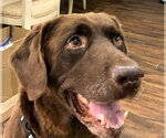 Small #8 Labrador Retriever Mix