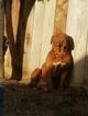 Small Photo #10 Dogue de Bordeaux Puppy For Sale in DIABLO GRANDE, CA, USA