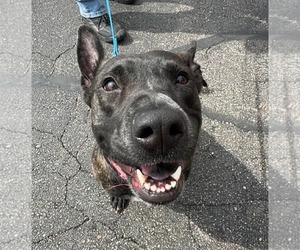 Mutt Dogs for adoption in Germantown, OH, USA