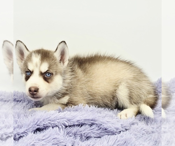 Medium Photo #4 Siberian Husky Puppy For Sale in SANDY HOOK, KY, USA