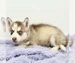 Small #3 Siberian Husky