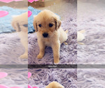 Small #6 Golden Retriever