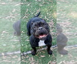Small #1 Bulldog-Staffordshire Bull Terrier Mix