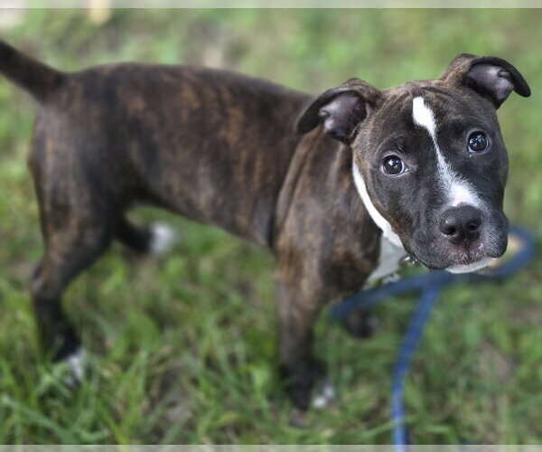 Medium Photo #7 Mutt Puppy For Sale in Clarkston, MI, USA