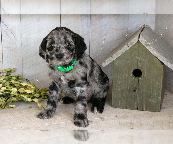 Medium Photo #2 Miniature Labradoodle Puppy For Sale in SUGARCREEK, OH, USA