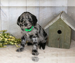 Small Photo #21 Miniature Labradoodle Puppy For Sale in SUGARCREEK, OH, USA