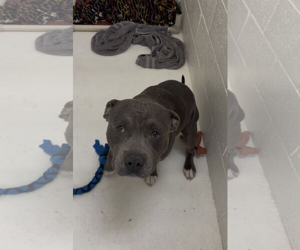 Medium Photo #4 Mutt Puppy For Sale in Chandler, AZ, USA