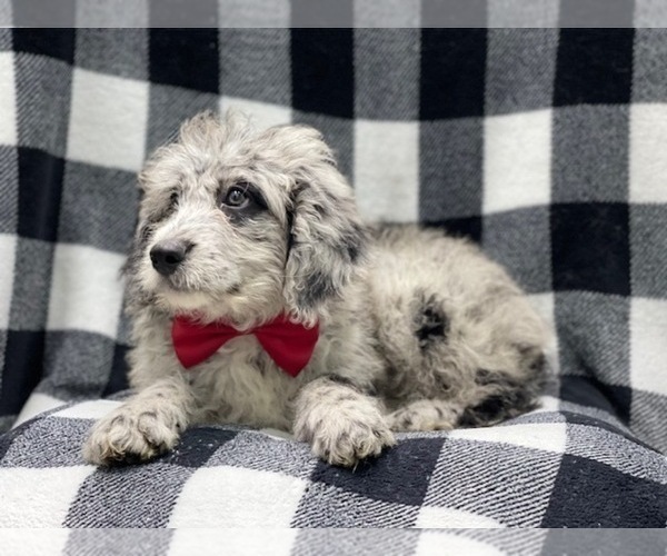 Medium Photo #10 Old English Sheepdog-Poodle (Miniature) Mix Puppy For Sale in LAKELAND, FL, USA