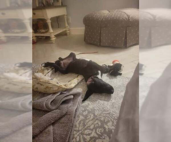 Medium Photo #4 Great Dane-Labrador Retriever Mix Puppy For Sale in Brewster, NY, USA