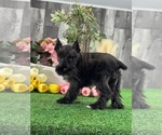 Small #2 Schnauzer (Miniature)