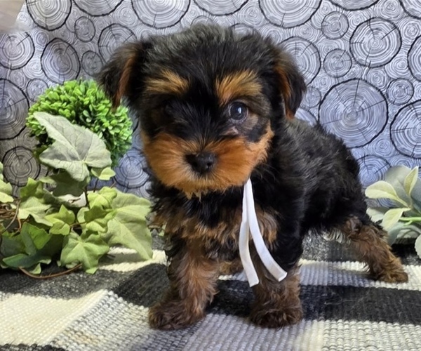 Medium Photo #1 Yorkshire Terrier Puppy For Sale in GEORGETOWN, KY, USA