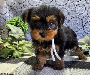 Yorkshire Terrier Puppy for Sale in GEORGETOWN, Kentucky USA
