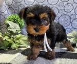 Small Yorkshire Terrier