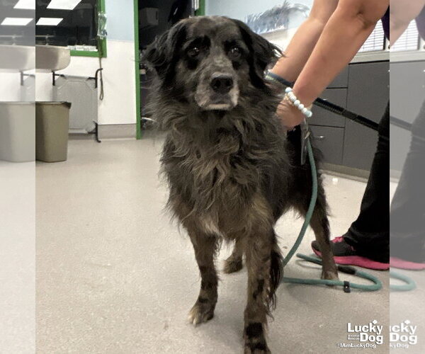 Medium Photo #4 Australian Shepherd-Unknown Mix Puppy For Sale in Washington, DC, USA