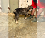 Small Mutt