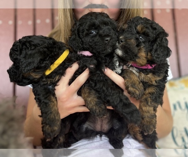 Medium Photo #2 Poodle (Toy) Puppy For Sale in OLIVE HILL, KY, USA