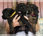 Small #1 Poodle (Toy)