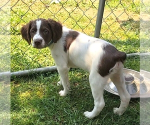 Medium Brittany