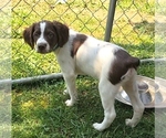 Puppy Blue male Brittany